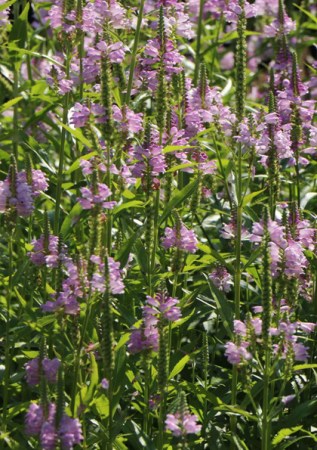 PHYSOSTEGIA virginiana Rosea